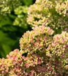 Prächtiges Garten-Fettblatt - Sedum spectabile 'Carmen'