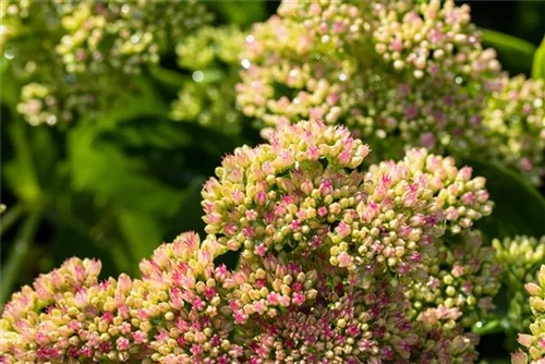 Prächtiges Garten-Fettblatt - Sedum spectabile 'Carmen'