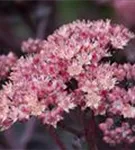 Prächtiges Garten-Fettblatt - Sedum spectabile 'Purple Emperor'