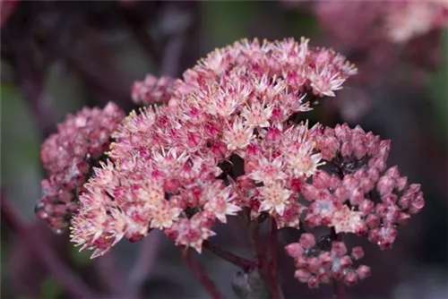 Prächtiges Garten-Fettblatt - Sedum spectabile 'Purple Emperor'