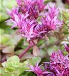 Garten-Teppich-Fettblatt - Sedum spurium 'Fuldaglut'