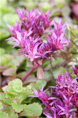 Garten-Teppich-Fettblatt - Sedum spurium 'Fuldaglut'