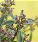 Garten-Teppich-Fettblatt - Sedum spurium 'Tricolor'