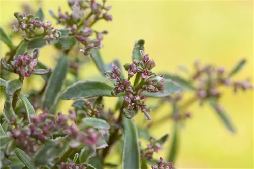 Garten-Teppich-Fettblatt - Sedum spurium 'Tricolor'