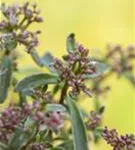 Garten-Teppich-Fettblatt - Sedum spurium 'Tricolor'