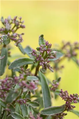 Garten-Teppich-Fettblatt - Sedum spurium 'Tricolor'