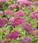 Großes Garten-Fettblatt - Sedum telephium 'Herbstfreude'