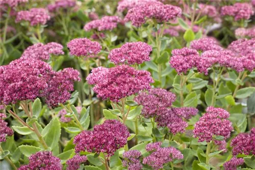 Großes Garten-Fettblatt - Sedum telephium 'Herbstfreude'