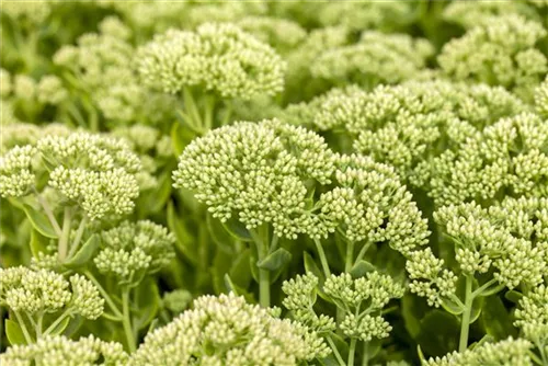 Großes Garten-Fettblatt - Sedum telephium 'Herbstfreude'