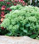 Großes Garten-Fettblatt - Sedum telephium 'Herbstfreude'