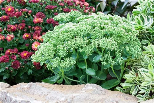 Großes Garten-Fettblatt - Sedum telephium 'Herbstfreude'