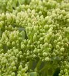 Großes Garten-Fettblatt - Sedum telephium 'Herbstfreude'