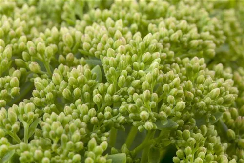 Großes Garten-Fettblatt - Sedum telephium 'Herbstfreude'