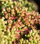 Großes Garten-Fettblatt - Sedum telephium 'Herbstfreude'