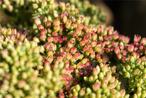 Großes Garten-Fettblatt - Sedum telephium 'Herbstfreude'