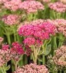 Großes Garten-Fettblatt - Sedum telephium 'Herbstfreude'