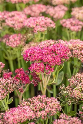 Großes Garten-Fettblatt - Sedum telephium 'Herbstfreude'