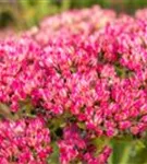 Großes Garten-Fettblatt - Sedum telephium 'Herbstfreude'