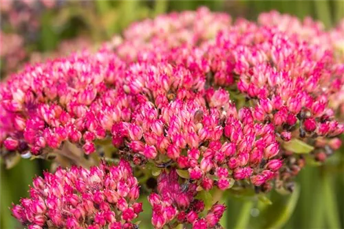 Großes Garten-Fettblatt - Sedum telephium 'Herbstfreude'