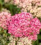 Großes Garten-Fettblatt - Sedum telephium 'Herbstfreude'