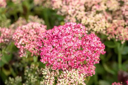 Großes Garten-Fettblatt - Sedum telephium 'Herbstfreude'