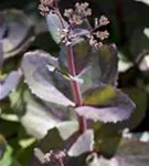 Großes Garten-Fettblatt - Sedum telephium 'Matrona'