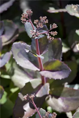 Großes Garten-Fettblatt - Sedum telephium 'Matrona'