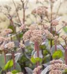 Großes Garten-Fettblatt - Sedum telephium 'Matrona'