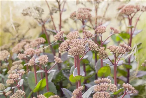 Großes Garten-Fettblatt - Sedum telephium 'Matrona'