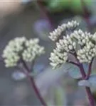 Großes Garten-Fettblatt - Sedum telephium 'Matrona'