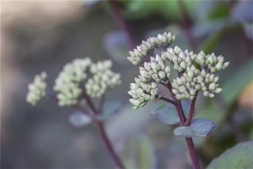 Großes Garten-Fettblatt - Sedum telephium 'Matrona'