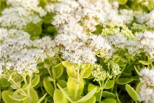 Prächtiges Garten-Fettblatt - Sedum telephium 'Star Dust'