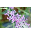 Hänge-Sommerflieder - Buddleja alternifolia 'Unique'