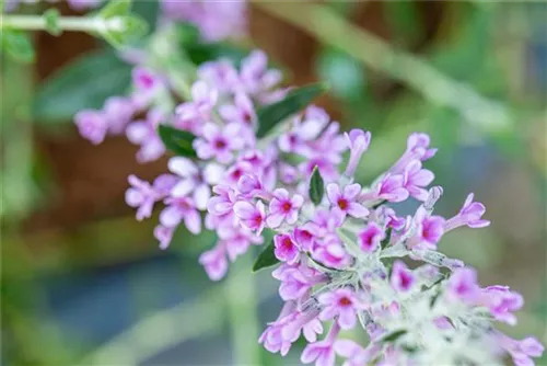 Hänge-Sommerflieder - Buddleja alternifolia 'Unique'