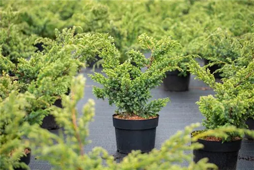 Chin.Wacholder 'Blue Alps' - Juniperus chin.'Blue Alps' - Bonsai