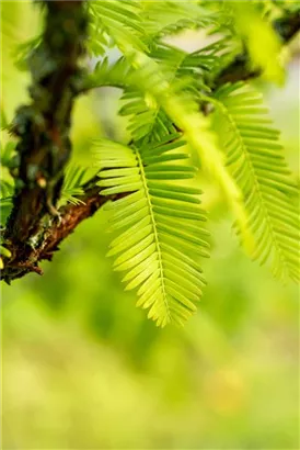 Chinesisches Rotholz - Metasequoia glyptostroboides - Heckenelemente