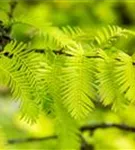 Chinesisches Rotholz - Metasequoia glyptostroboides - Heckenelemente