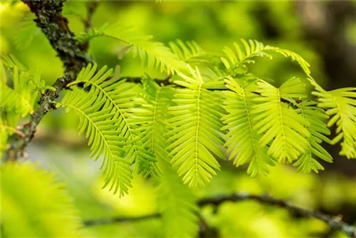 Chinesisches Rotholz - Metasequoia glyptostroboides - Heckenelemente