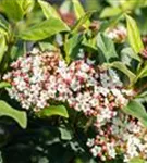 Lorbeer-Schneeball - Viburnum tinus