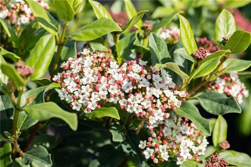 Lorbeer-Schneeball - Viburnum tinus