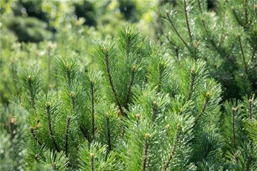 Krummholz-Kiefer - Pinus mugo mughus - Formgehölze