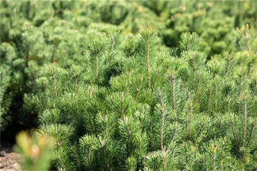 Krummholz-Kiefer - Pinus mugo mughus - Formgehölze