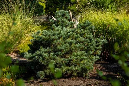 Blaue Mädchenkiefer 'Negishi' - Pinus parviflora 'Negishi' - Formgehölze