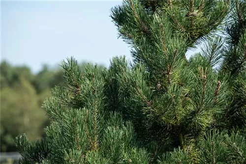 Zwerg-Silberkiefer - Pinus sylvestris 'Watereri' - Bonsai