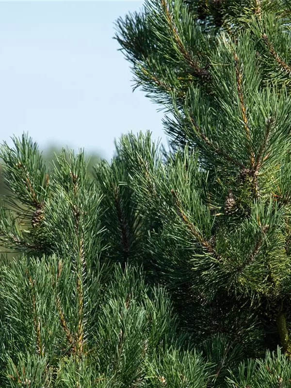 Zwerg-Silberkiefer - Pinus sylvestris 'Watereri' - Formgehölze