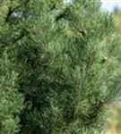 Säulenkiefer - Pinus sylvestris 'Fastigiata'