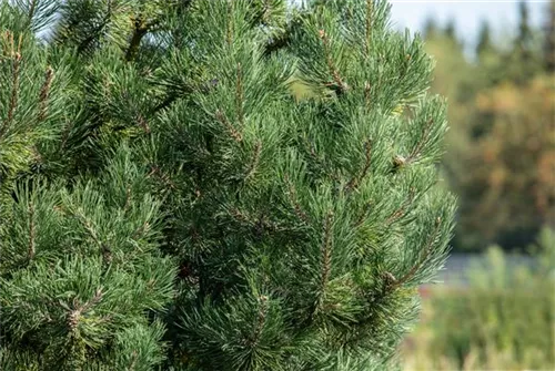 Zwerg-Silberkiefer - Pinus sylvestris 'Watereri' - Bonsai