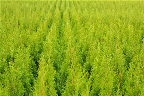 Lebensbaum 'Smaragd' - Thuja occidentalis 'Smaragd' - Heckenelemente