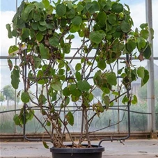 Actinidia deliciosa, C 45 Spalier 120- 80