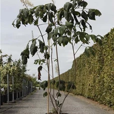 Aesculus parviflora, C 18 100- +